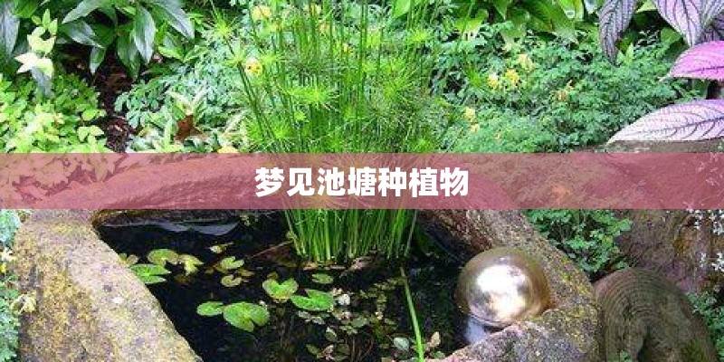 梦见池塘种植物