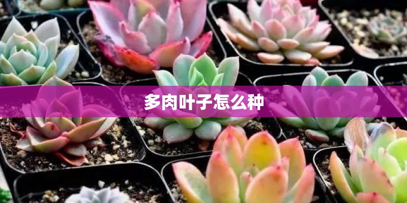 多肉叶子怎么种