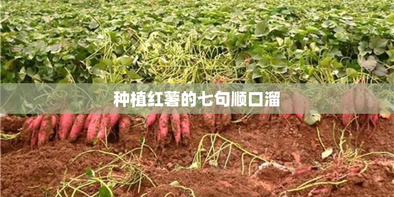 种植红薯的七句顺口溜