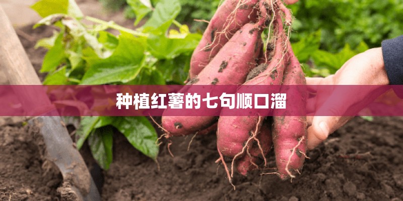 种植红薯的七句顺口溜