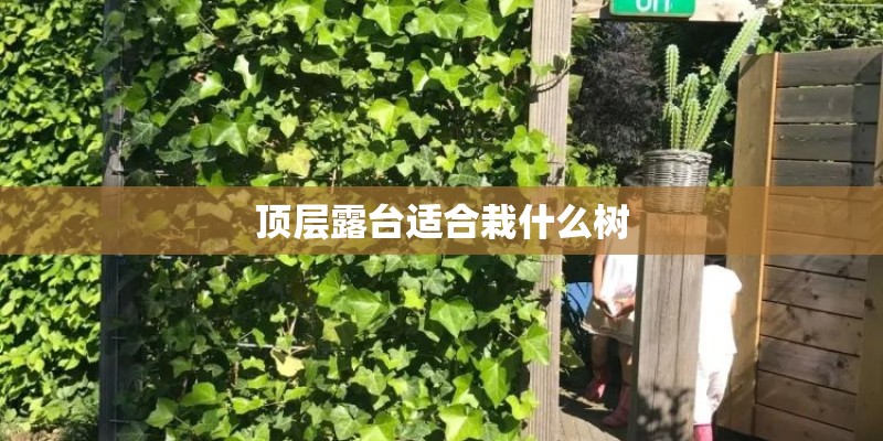 顶层露台适合栽什么树