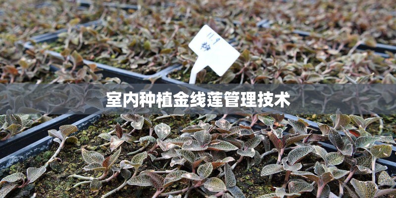 室内种植金线莲管理技术