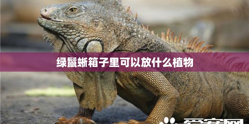 绿鬣蜥箱子里可以放什么植物