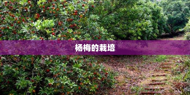 杨梅的栽培