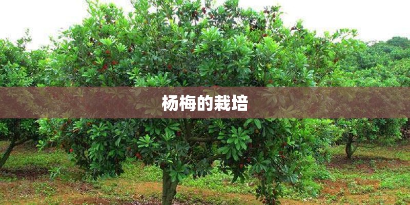 杨梅的栽培