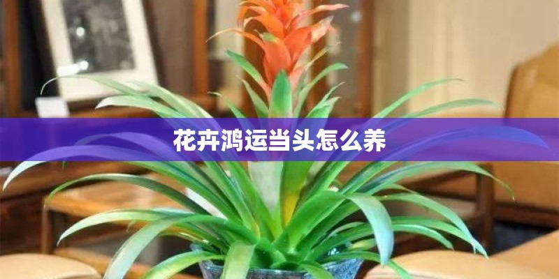 花卉鸿运当头怎么养