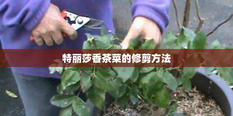 特丽莎香茶菜的修剪方法