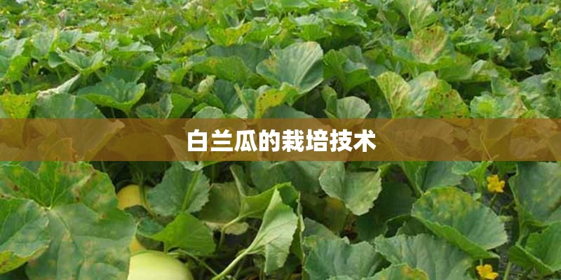 白兰瓜的栽培技术