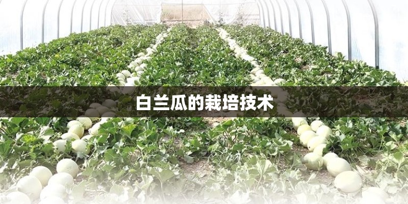 白兰瓜的栽培技术