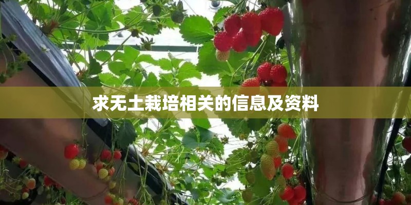 求无土栽培相关的信息及资料