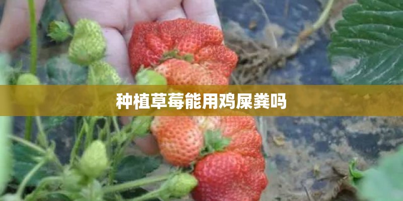 种植草莓能用鸡屎粪吗