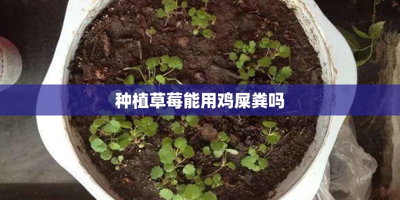 种植草莓能用鸡屎粪吗