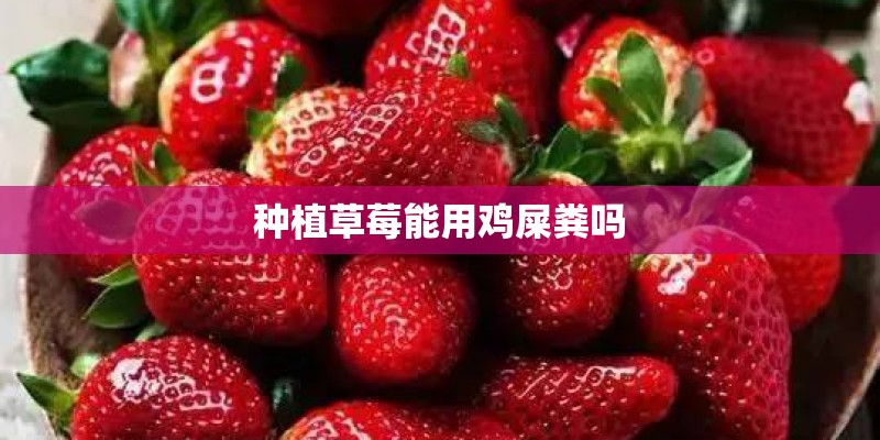 种植草莓能用鸡屎粪吗