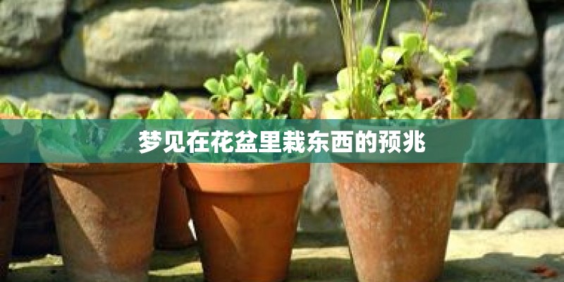 梦见在花盆里栽东西的预兆