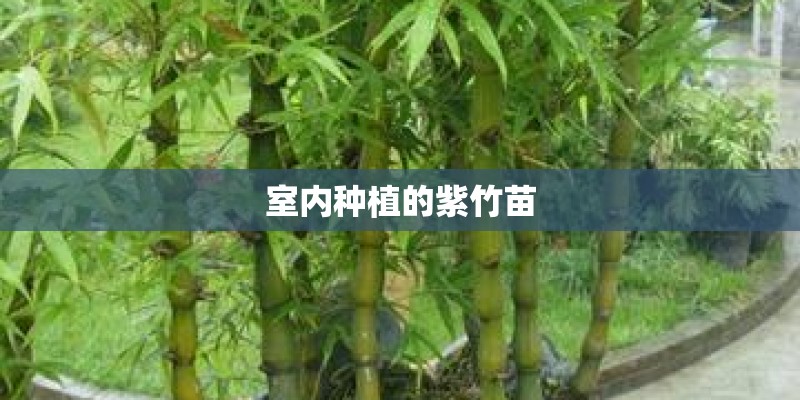 室内种植的紫竹苗