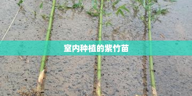 室内种植的紫竹苗