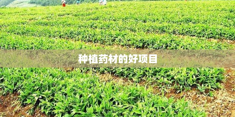 种植药材的好项目