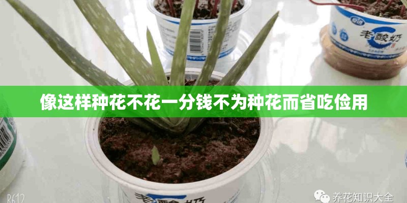 像这样种花不花一分钱不为种花而省吃俭用