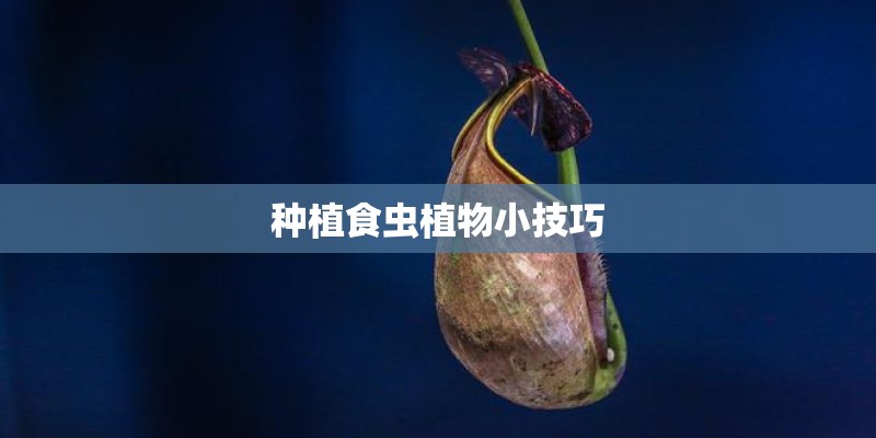 种植食虫植物小技巧