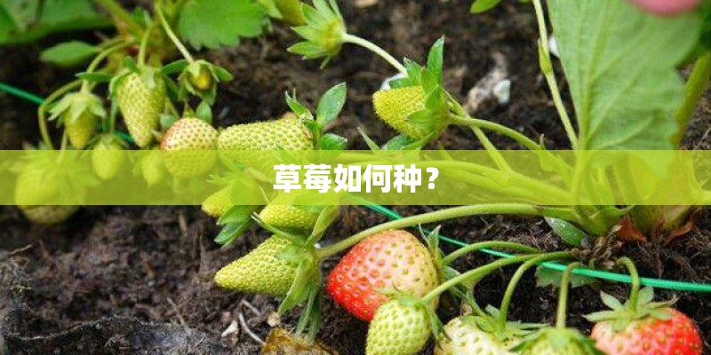 草莓如何种？