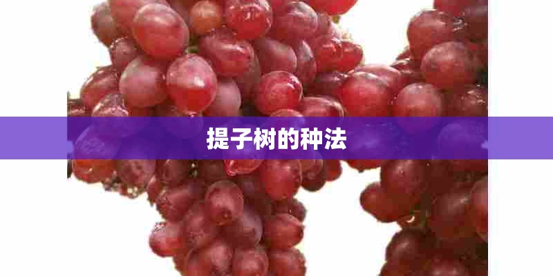 提子树的种法
