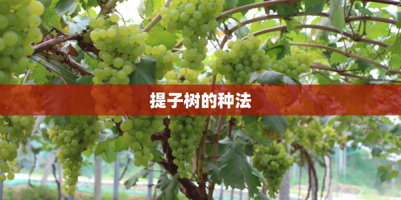 提子树的种法