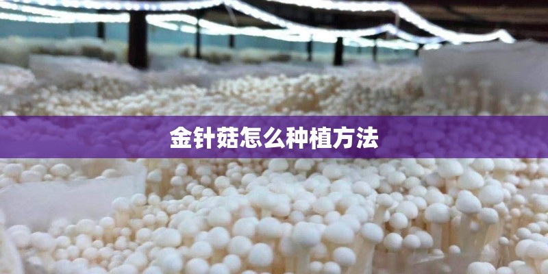 金针菇怎么种植方法