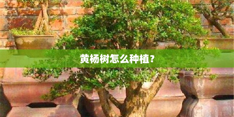 黄杨树怎么种植？