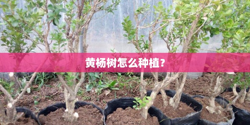 黄杨树怎么种植？