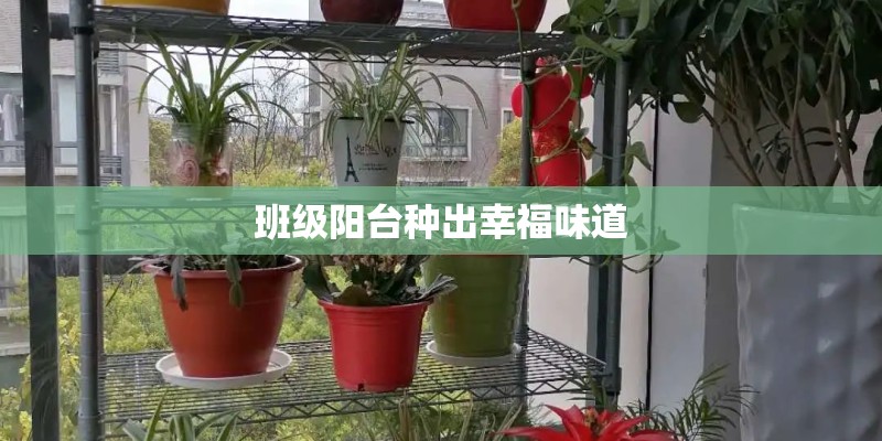 班级阳台种出幸福味道