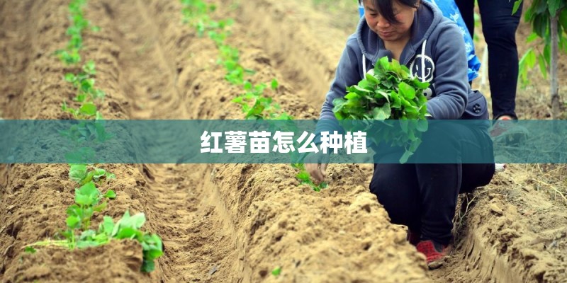 红薯苗怎么种植