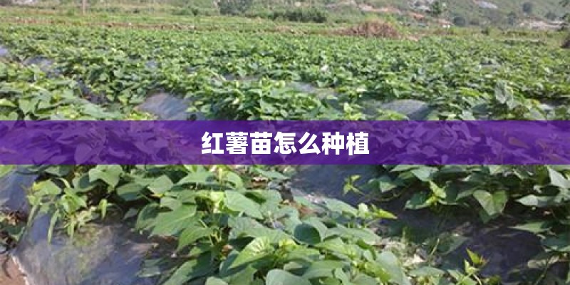 红薯苗怎么种植