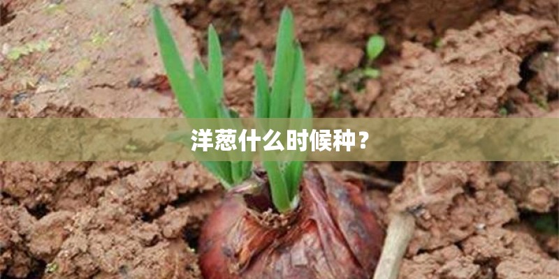 洋葱什么时候种？