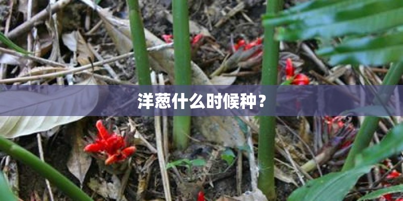 洋葱什么时候种？