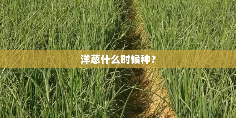 洋葱什么时候种？