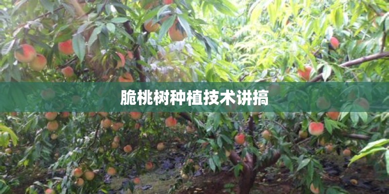 脆桃树种植技术讲搞