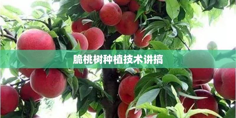 脆桃树种植技术讲搞