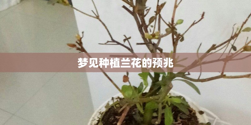 梦见种植兰花的预兆