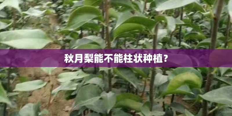 秋月梨能不能柱状种植？
