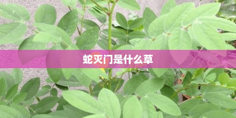 蛇灭门是什么草
