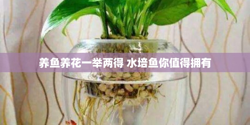 养鱼养花一举两得 水培鱼你值得拥有