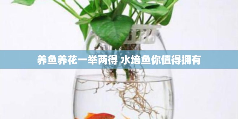养鱼养花一举两得 水培鱼你值得拥有