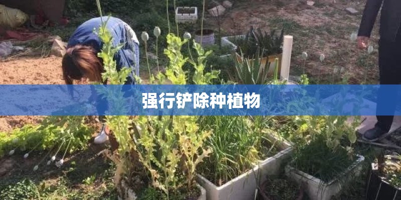 强行铲除种植物