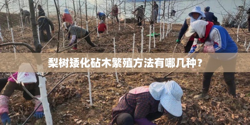 梨树矮化砧木繁殖方法有哪几种？