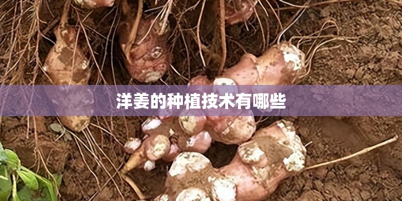 洋姜的种植技术有哪些