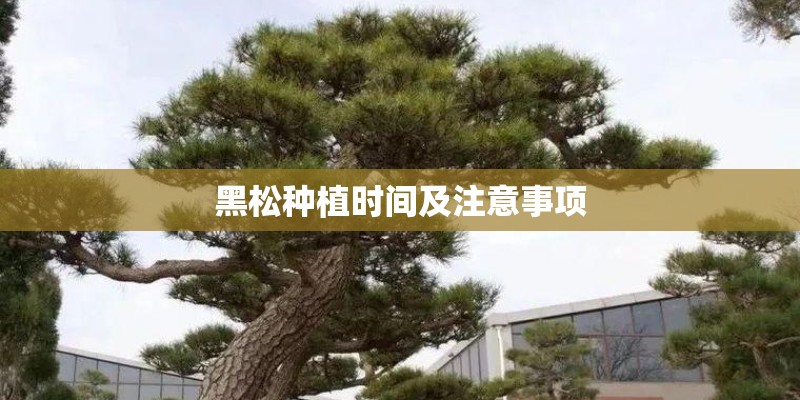 黑松种植时间及注意事项