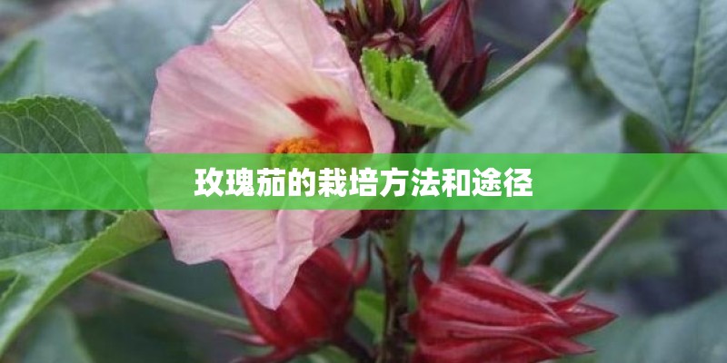 玫瑰茄的栽培方法和途径