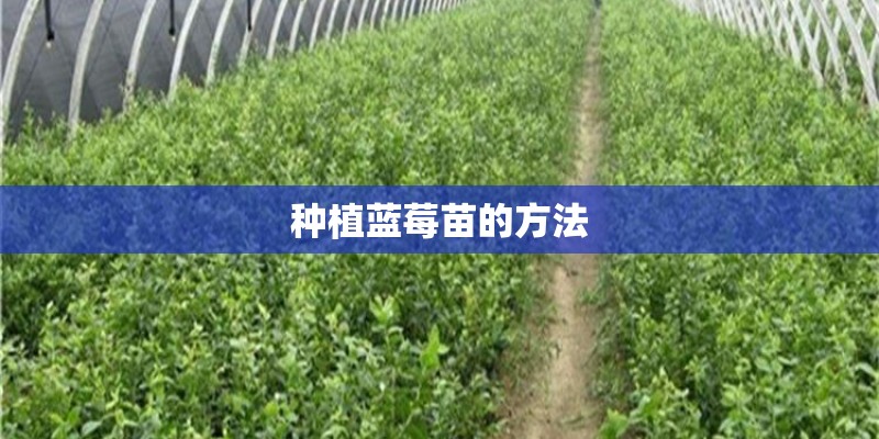 种植蓝莓苗的方法