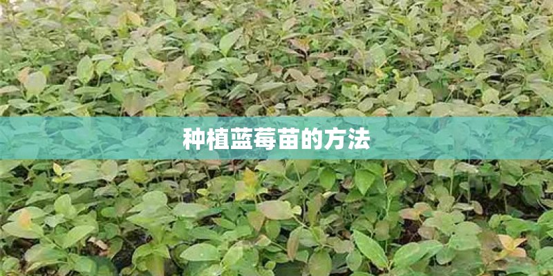 种植蓝莓苗的方法