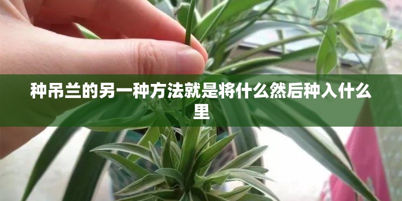 种吊兰的另一种方法就是将什么然后种入什么里